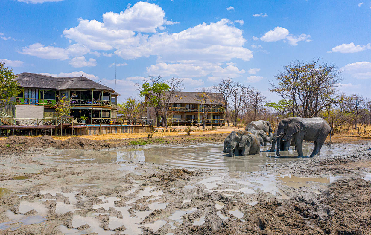 Chobe Mopani Forest Lodge – Best Accommodation in the Chobe Area