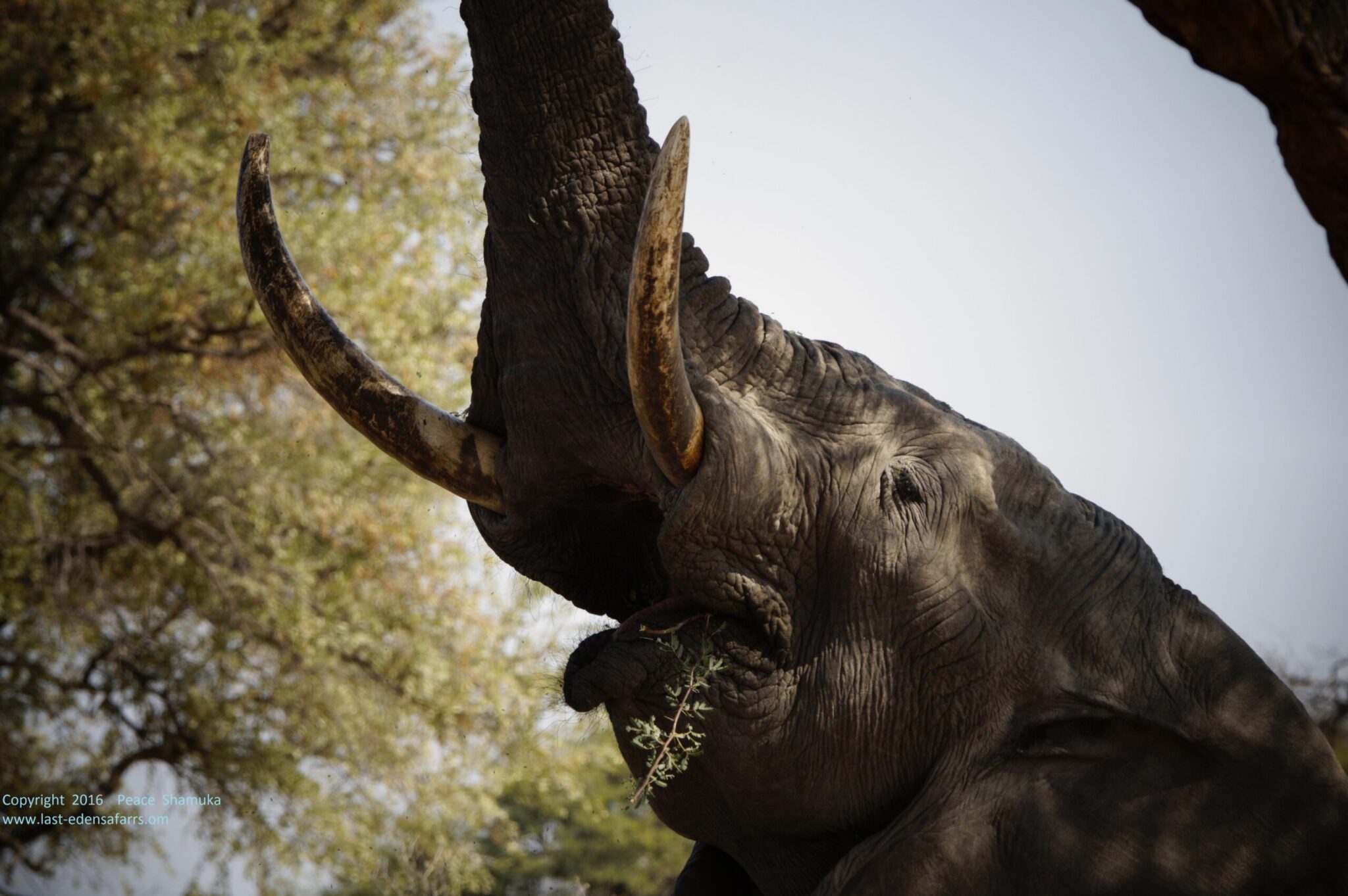 _DSC3418 - Chobe Mopani Forest Lodge