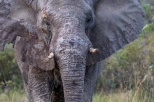Elephant Encounter – Chobe Mopani Forest Lodge - Chobe Mopani Forest Lodge Close-up of an African elephant spotted during a guided game drive near Chobe Mopani Forest Lodge in Botswana.