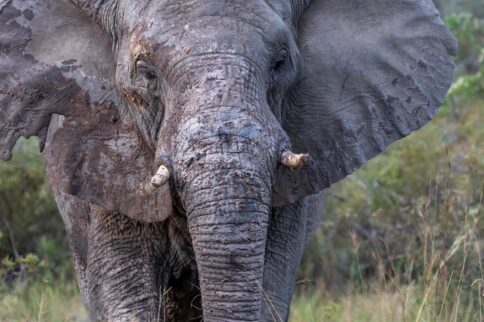 Close-up of an African elephant spotted during a guided game drive near Chobe Mopani Forest Lodge in Botswana.